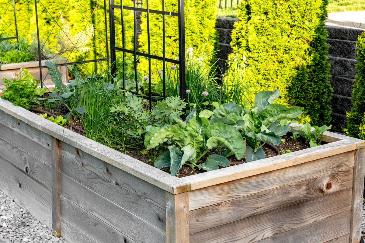 Papírová krabice na zeleninu? Proč zahrádkáři ji skrývají před sousedy - image 2