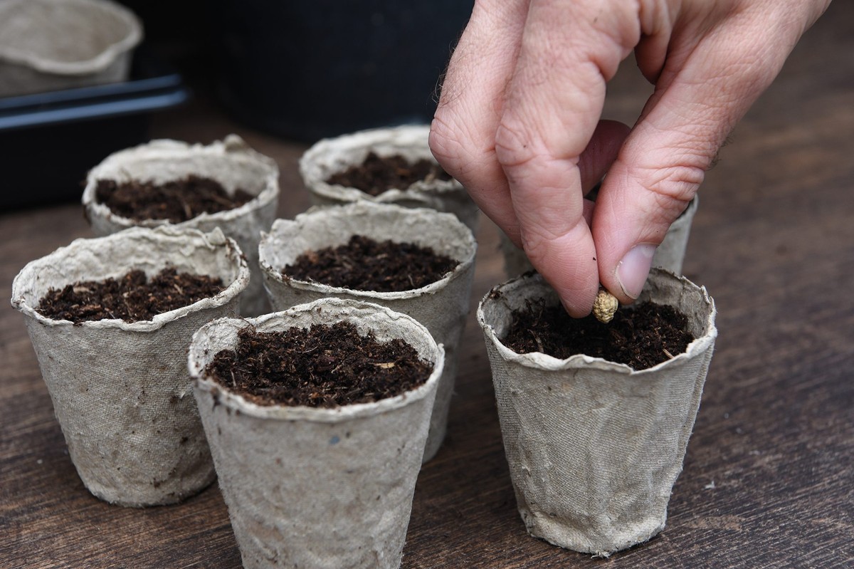Papírová role od toaletního papíru zasazená do půdy: Když ji zahradníci vidí, kouří kouřem - image 2