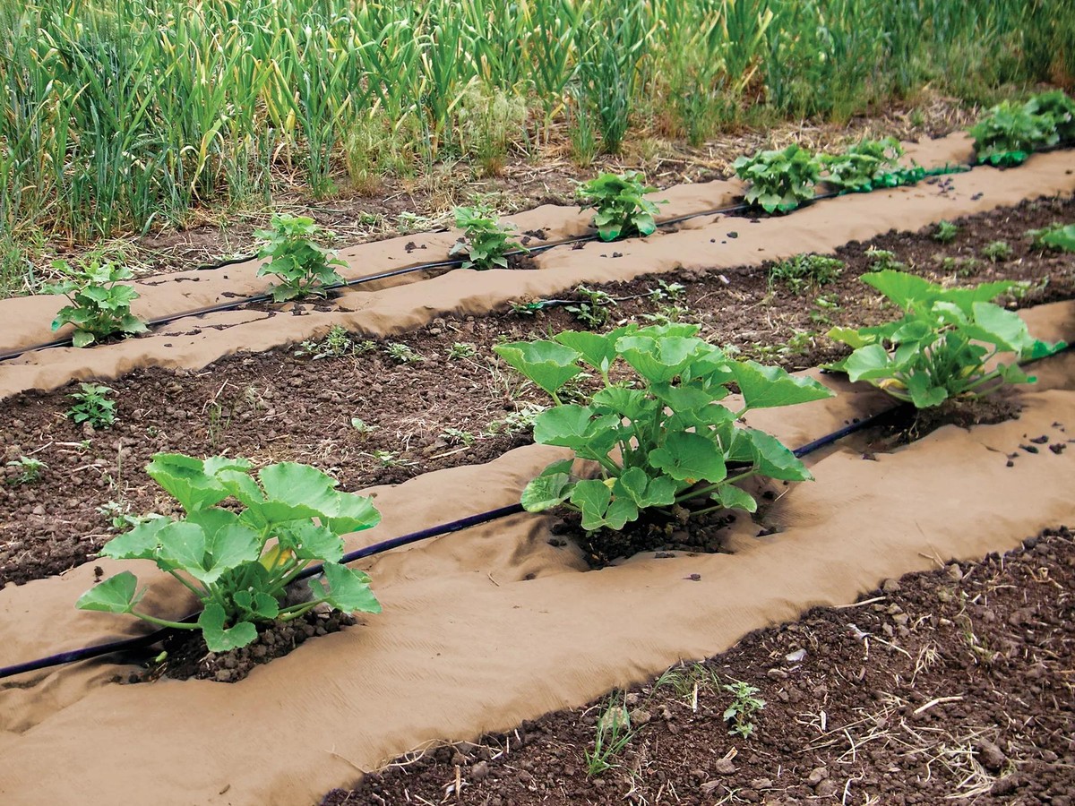 Papírová role pod mulč: trik proti plevelům, který funguje lépe než zásypový textil