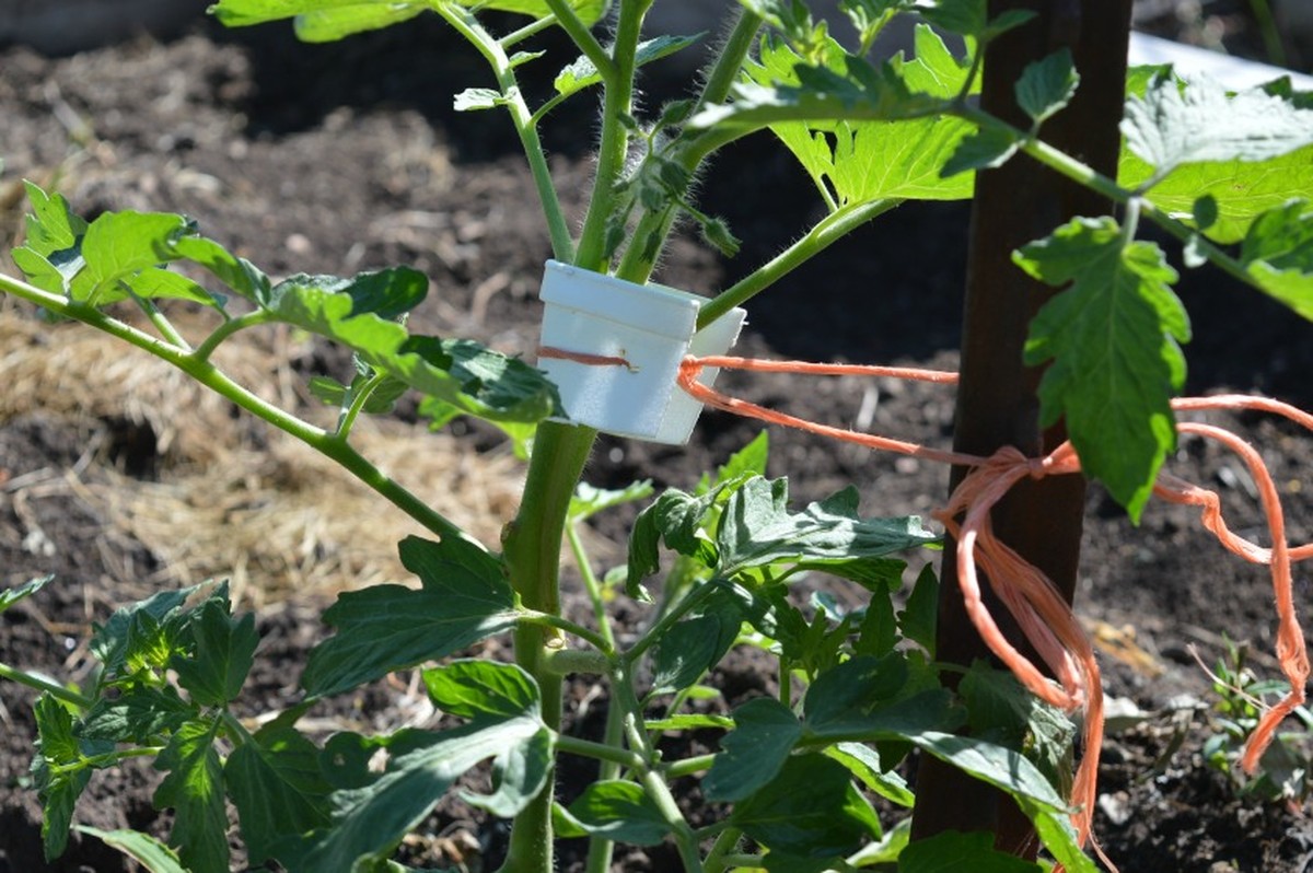 Papírová role pod rajčata? Proč hospodáři z Moravy věří tomuto triku více než podpůrám - image 2