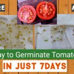 Papírová utěrka pod rajčata? Proč se plísní nikdy nevrátí