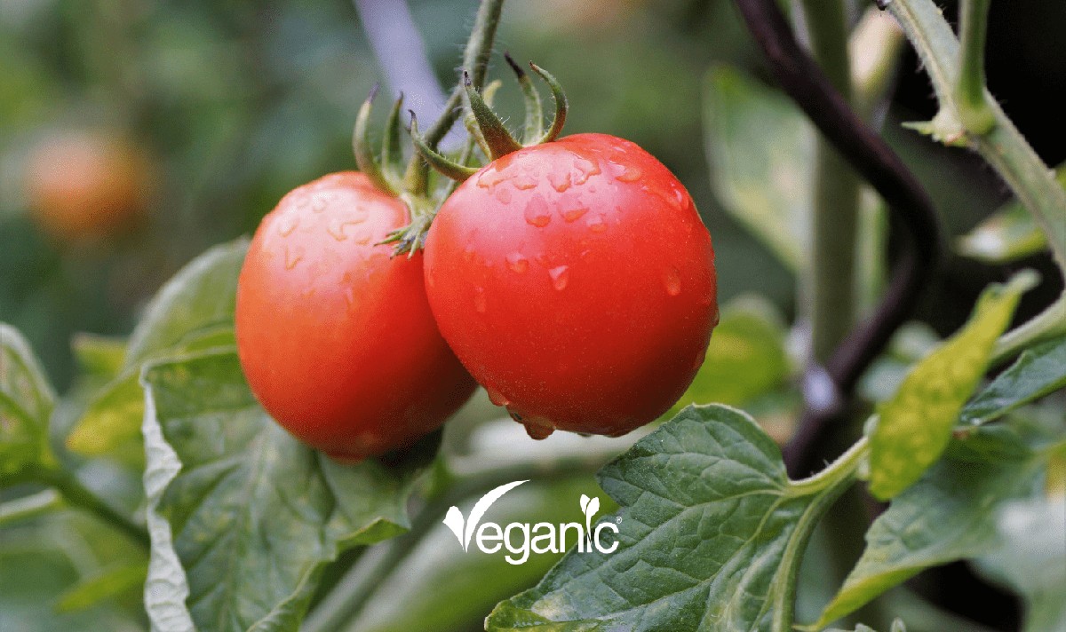 Papírová utěrka pod rajčata? Proč se plísní nikdy nevrátí - image 1