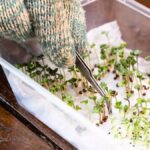 Papírová utěrka v květináči? Trik, který vám zadrží vlhkost a ušetří zalévání