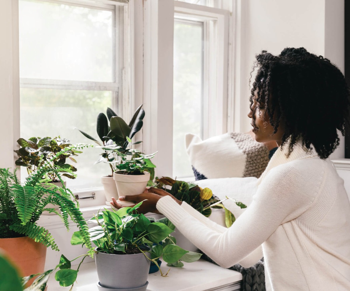 Papírová utěrka v květináči? Trik, který vám zadrží vlhkost a ušetří zalévání - image 2