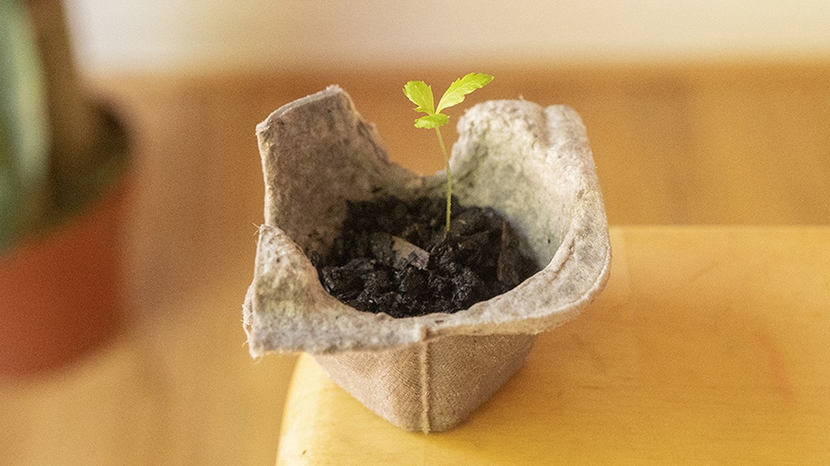 Papírové krabičky od vajec jsou zlatem pro sazenice – a vy je vyhodíte