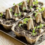 Papírové туалетні rolky v skleníku nahradí drahé seedling tray