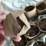 Papírové tuby od toaletního papíru v květináčích: Trik proti plísni při přesazování