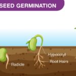 Papírové ubrousky kolem semen: zázrak pro domácí květiny, který vědci potvrzují