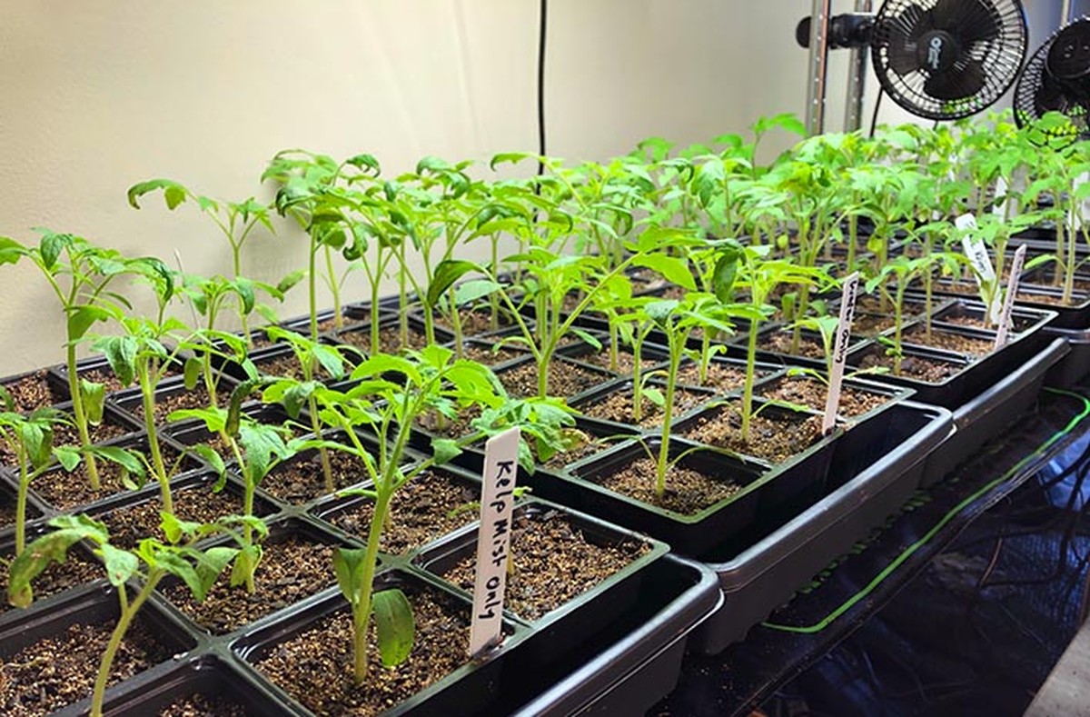 Papírové ubrousky kolem semen: zázrak pro domácí květiny, který vědci potvrzují - image 2