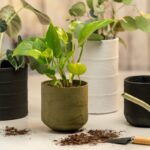 Papírový tanier pod květináče změní všechno co víte o zálivce