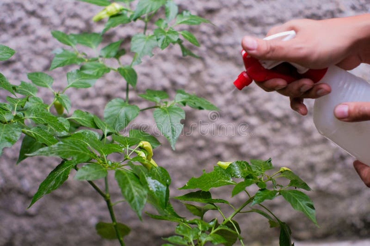 Pepřová voda na listy: jeden postřik místo drahého pesticidu - image 2