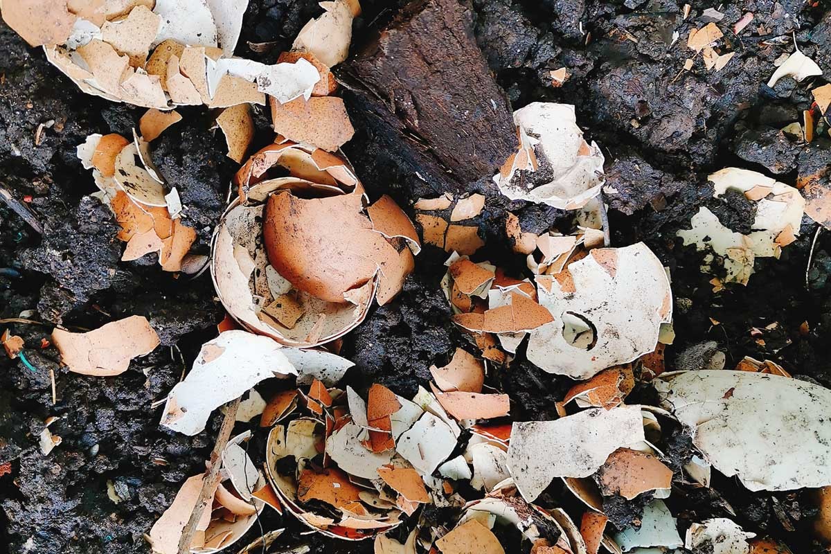 Pískované vejce v půdě zvýší úrodu rajčat o třetinu - image 1