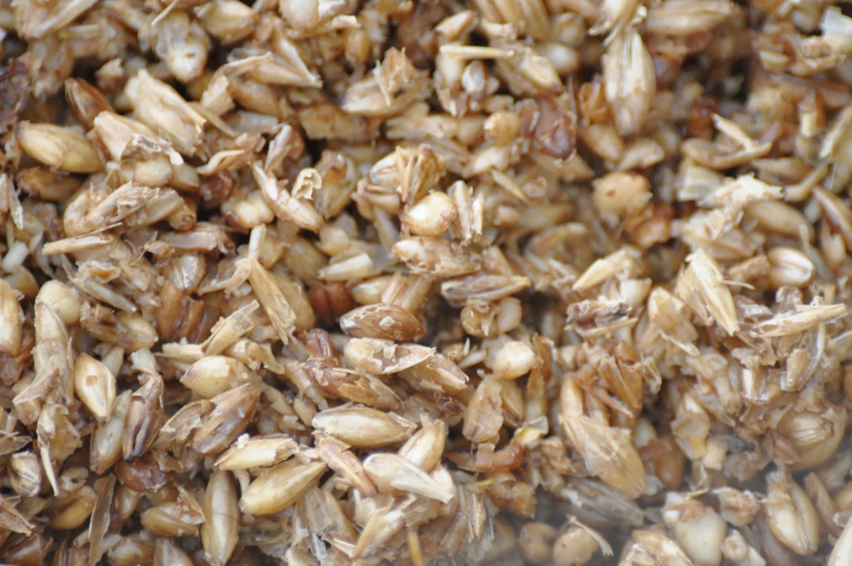 Pivovarský kvasinkový sediment jako přírodní hnojivo: zahradníci je střeží jako zlatý poklad - image 2