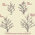 Podle arboristů: toto nikdy nedělejte s pilou blízko jabloně