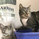 Použitá pískovna od koček je zázrak na vlhkou půdu – jak ji využít správně