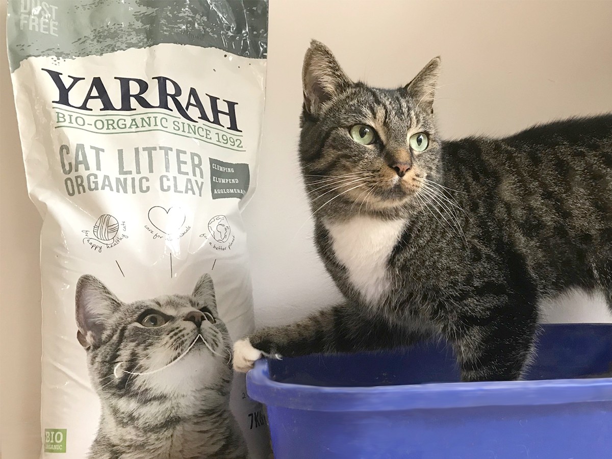 Použitá pískovna od koček je zázrak na vlhkou půdu – jak ji využít správně