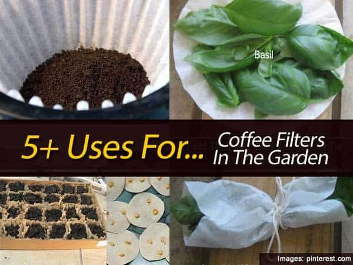 Použitý kávový filtr v zahradě? Proč to ochrání vaši zeleninu před škůdci