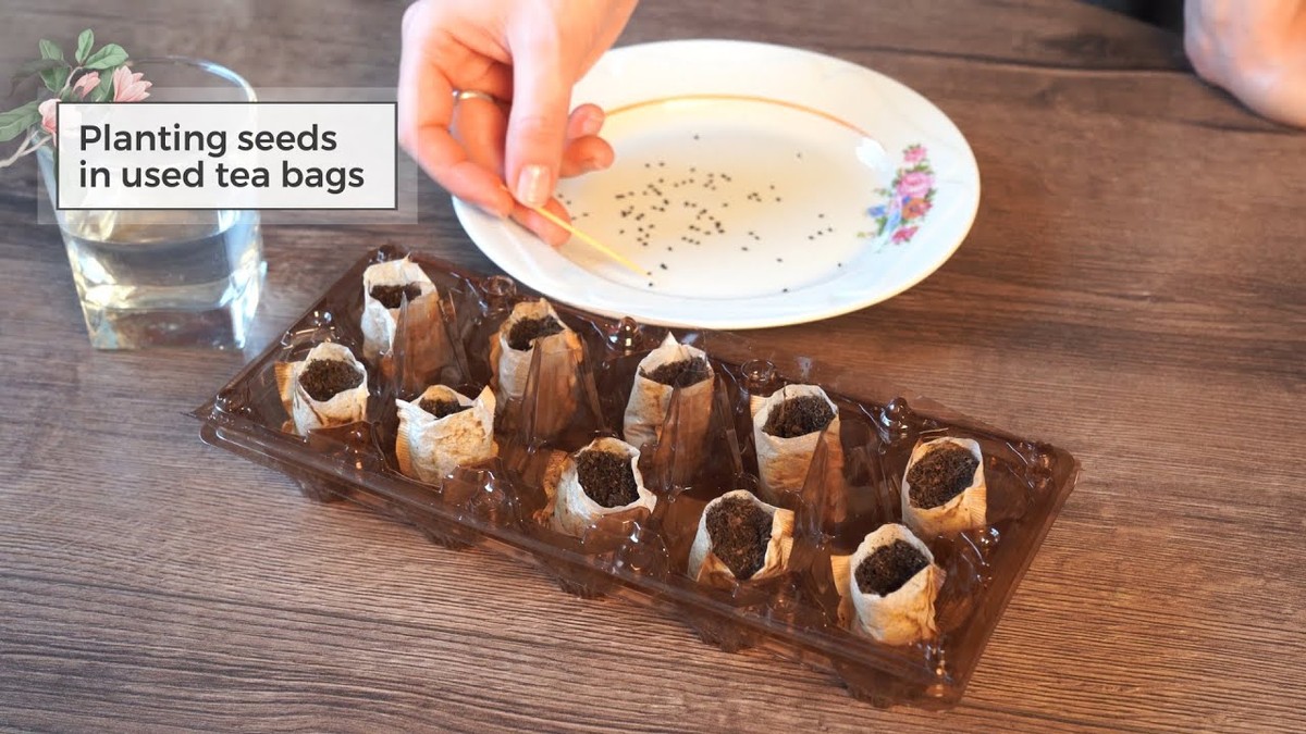 Použitý teabag jako startér semen – proč to zahradníci skrývají - image 1