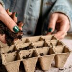 Proč agronomi vždy přidávají máku do kompostu