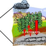 Proč agronomi vždy přidávají jód do zeminy na jaře