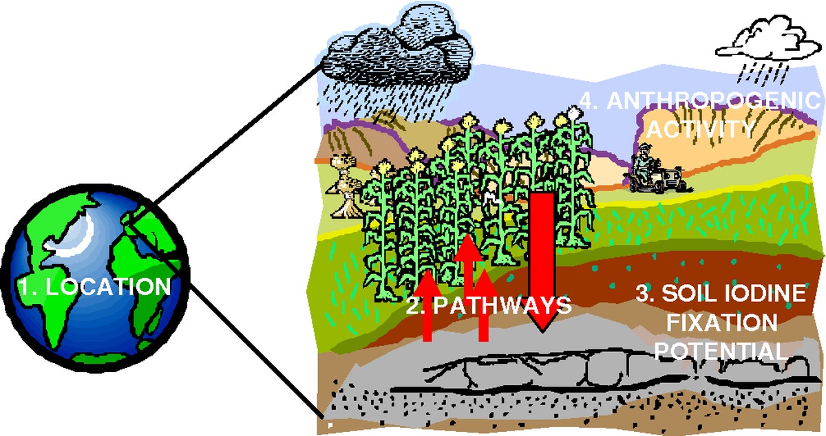 Proč agronomi vždy přidávají jód do zeminy na jaře