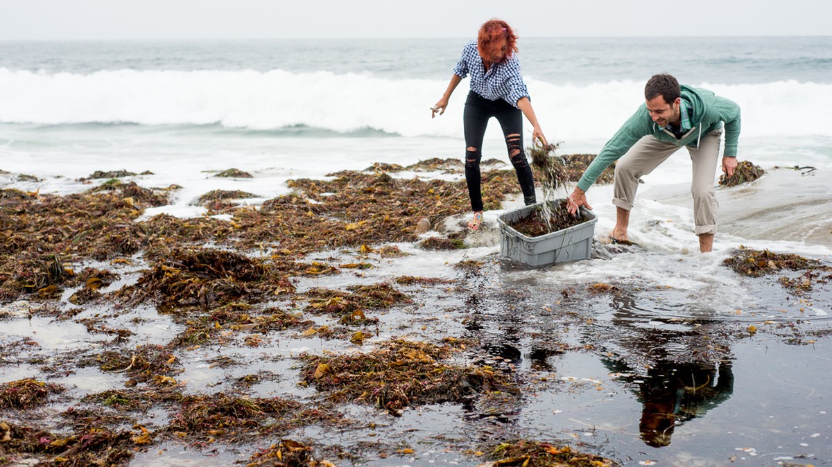 Proč agronomi vždy přidávají jód do zeminy na jaře - image 2