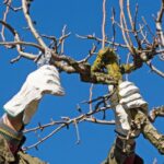 Proč arboristé odřezávají větvě v březnu – jeden základ zdravého stromu