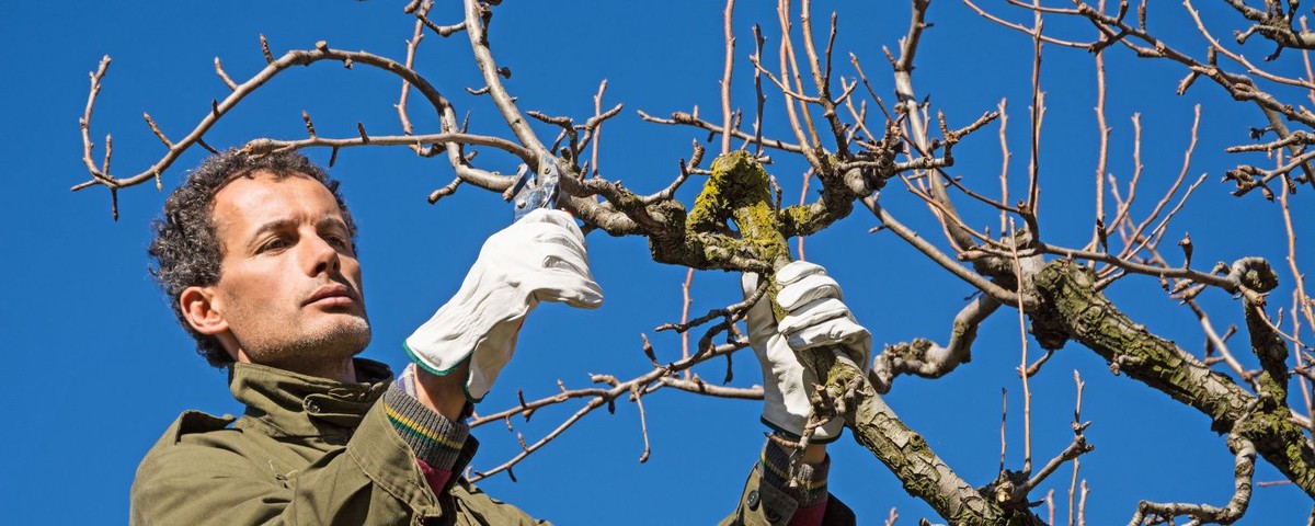 Proč arboristé odřezávají větvě v březnu – jeden základ zdravého stromu