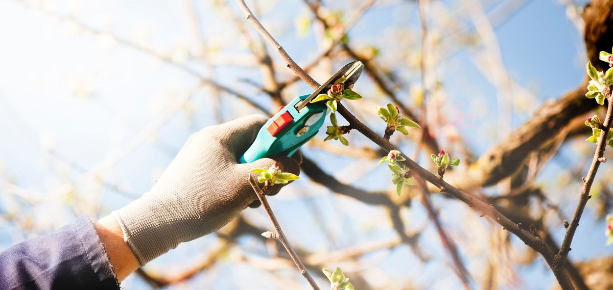 Proč arboristé odřezávají větvě v březnu – jeden základ zdravého stromu - image 2