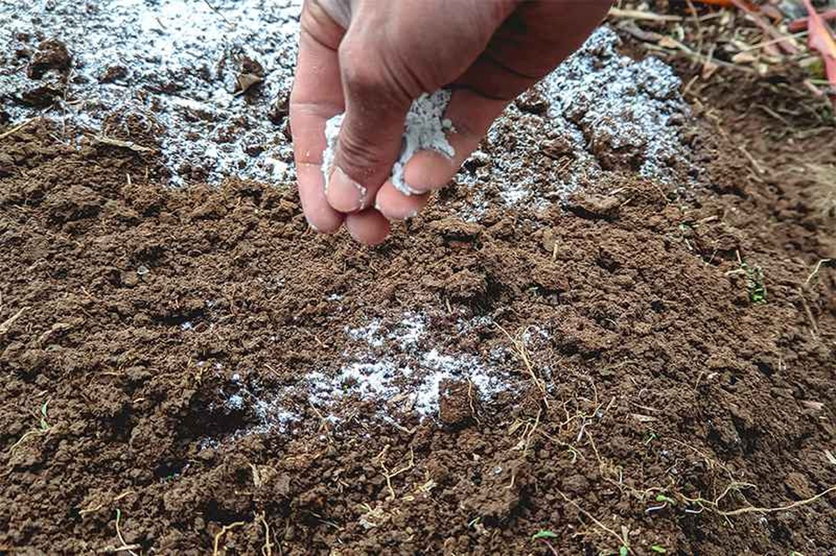 Proč odborní cultivátoři vždycky přidají sůl do půdy na jaře - image 1