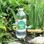 Proč odborní pěstitelé vždy přidávají ocet do zálivky léčících rostlin