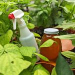 Proč odborní pěstitelé přidávají med do půdy každé jaro