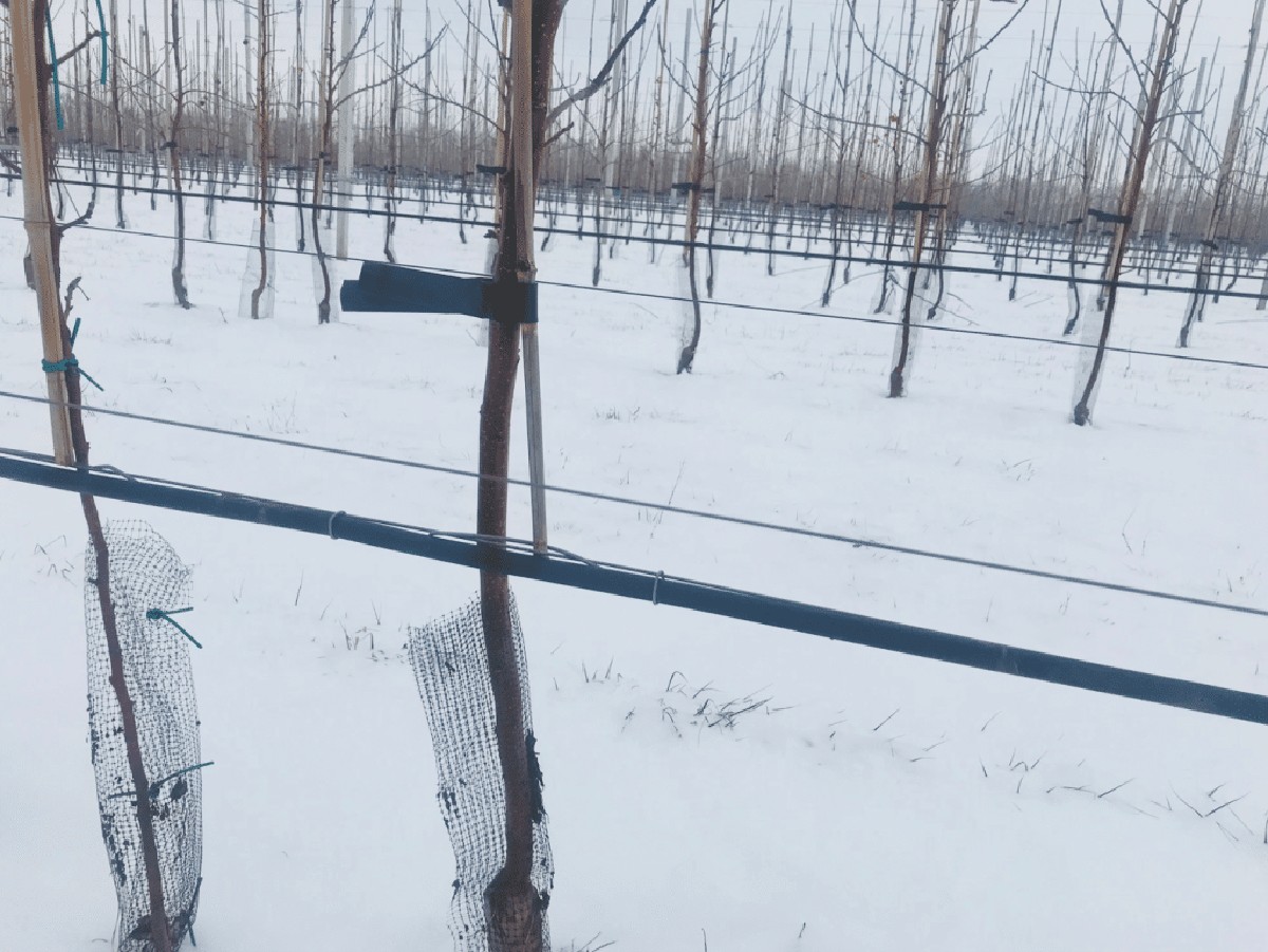 Proč si dělatelé v sadech vždy nechávají půdu vlhkou před příchodem mrazu