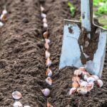 Proč zkušení pestitelé vysazují česnek právě na podzim — věda má odpověď