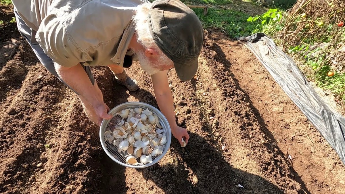 Proč zkušení pestitelé vysazují česnek právě na podzim — věda má odpověď - image 1