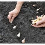 Profesionální zahradníci vám nikdy nepoví: kdy přesně sázet česnek, aby byl dvojnásobně vydatnější