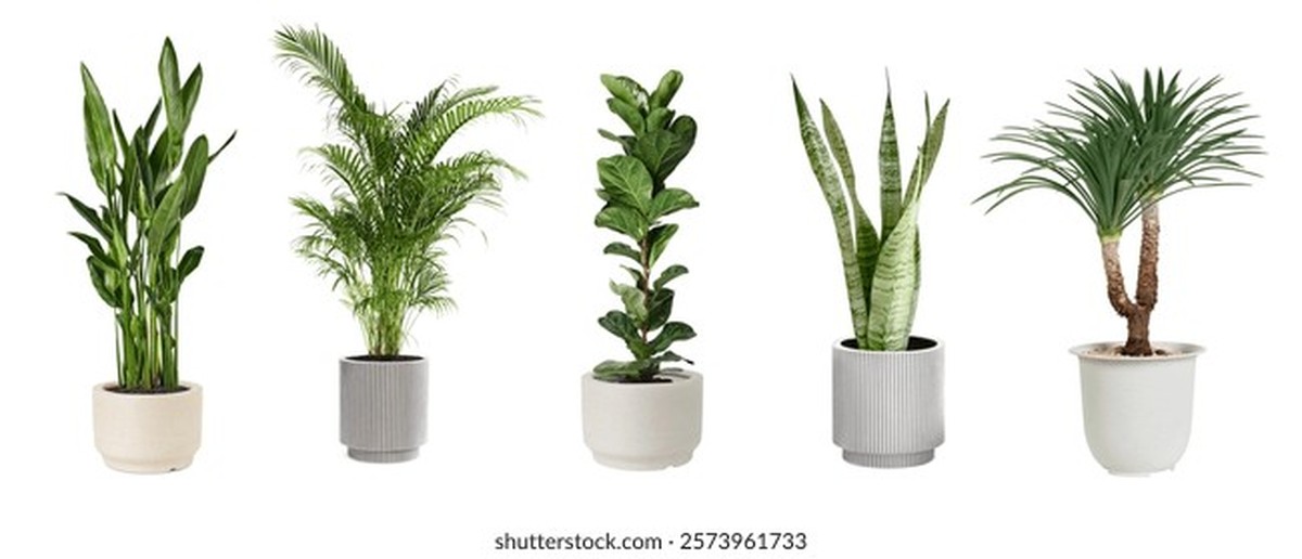 Rozbitá keramika v půdě nádoby zvyšuje odvodnění o 40 procent - image 2