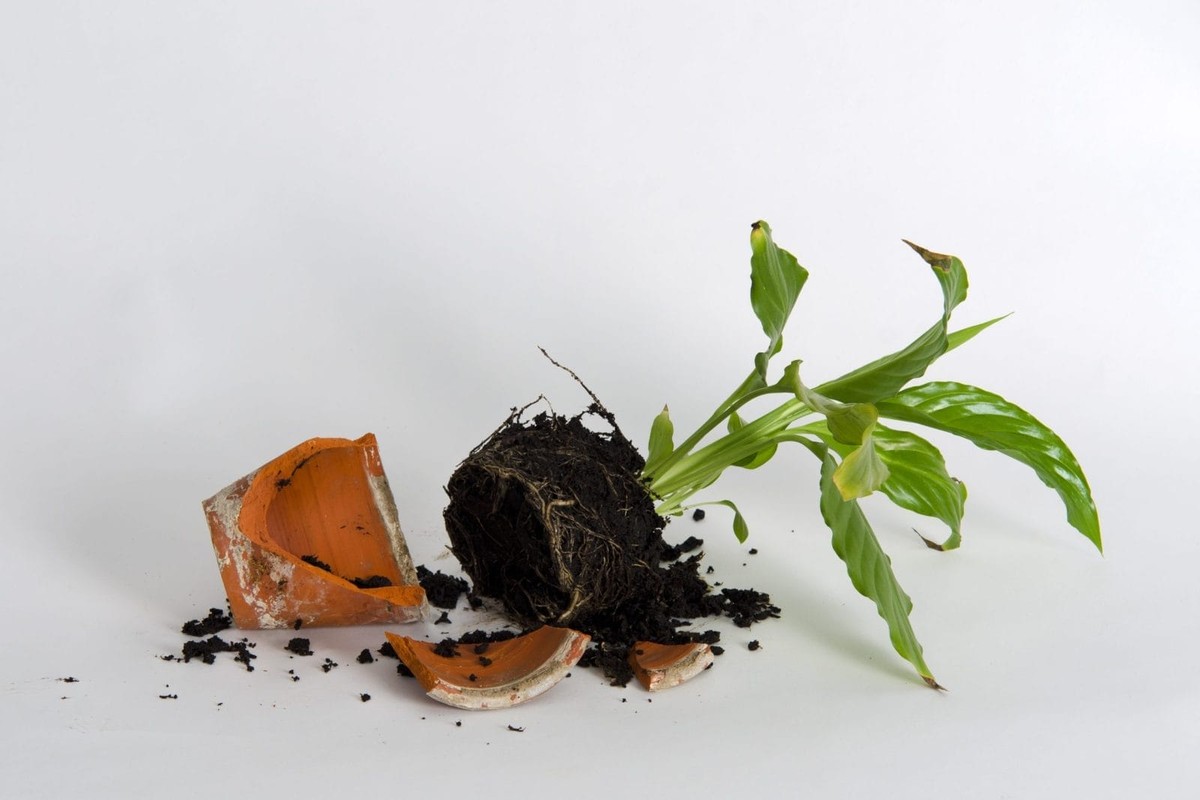 Rozbitá květináč není odpad – jak z něj udělat zálivku