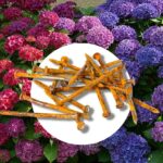 Rozbitý hřebík do půdy kolem cibule: Proč to funguje lépe než hnojivo