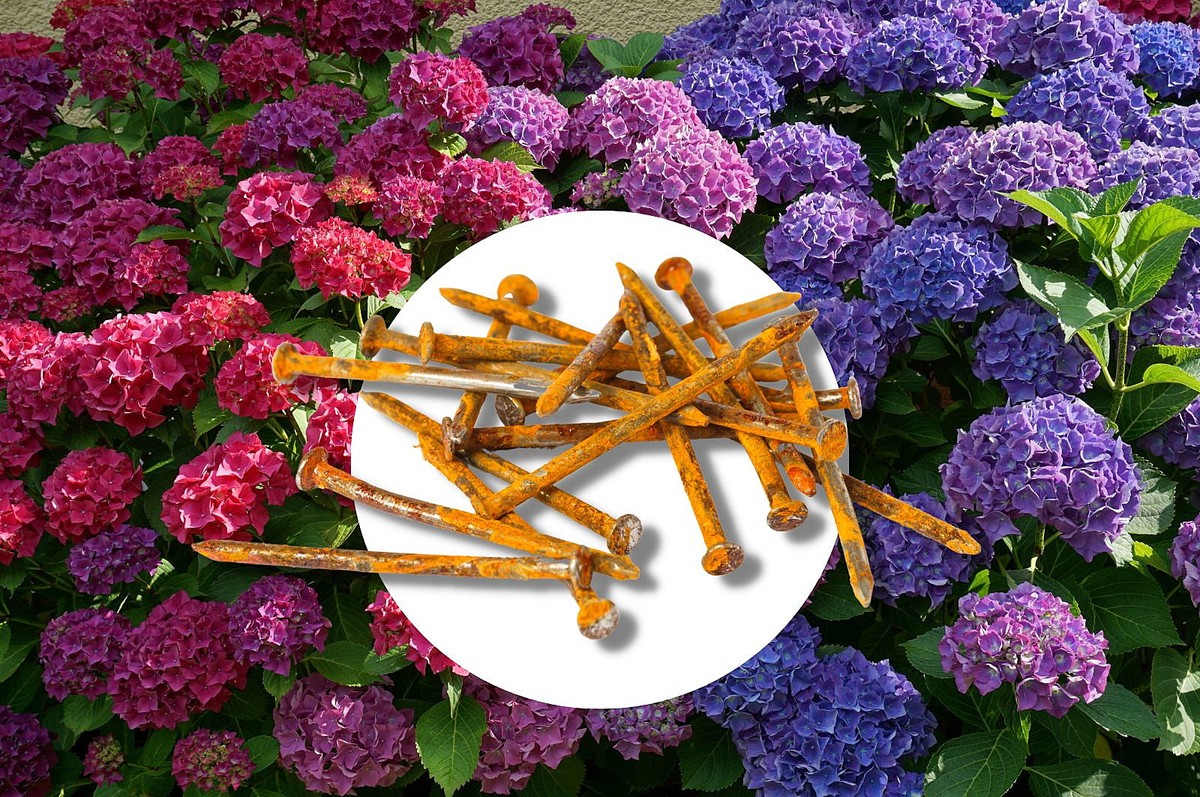 Rozbitý hřebík do půdy kolem cibule: Proč to funguje lépe než hnojivo