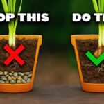 Rozbitý hřebík v květináči řeší drénáž levněji než systémy za tisícikorunu