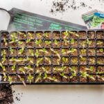 Sadbaři varují: nikdy nesnižujte tuto teplotu při rozmnožování