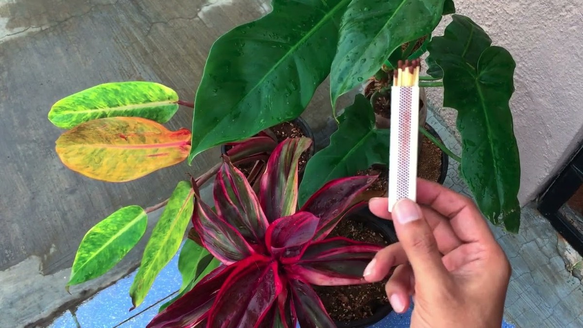 Sirka od zápalek v půdě: jednoduché řešení na fosfor, které všichni zapomínají