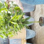 Skořice do květináčů: levnější než pesticidy a stejně účinná