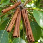 Skořice kolem stromů? Přírodní zbraň proti mšicím, kterou znají starší generace