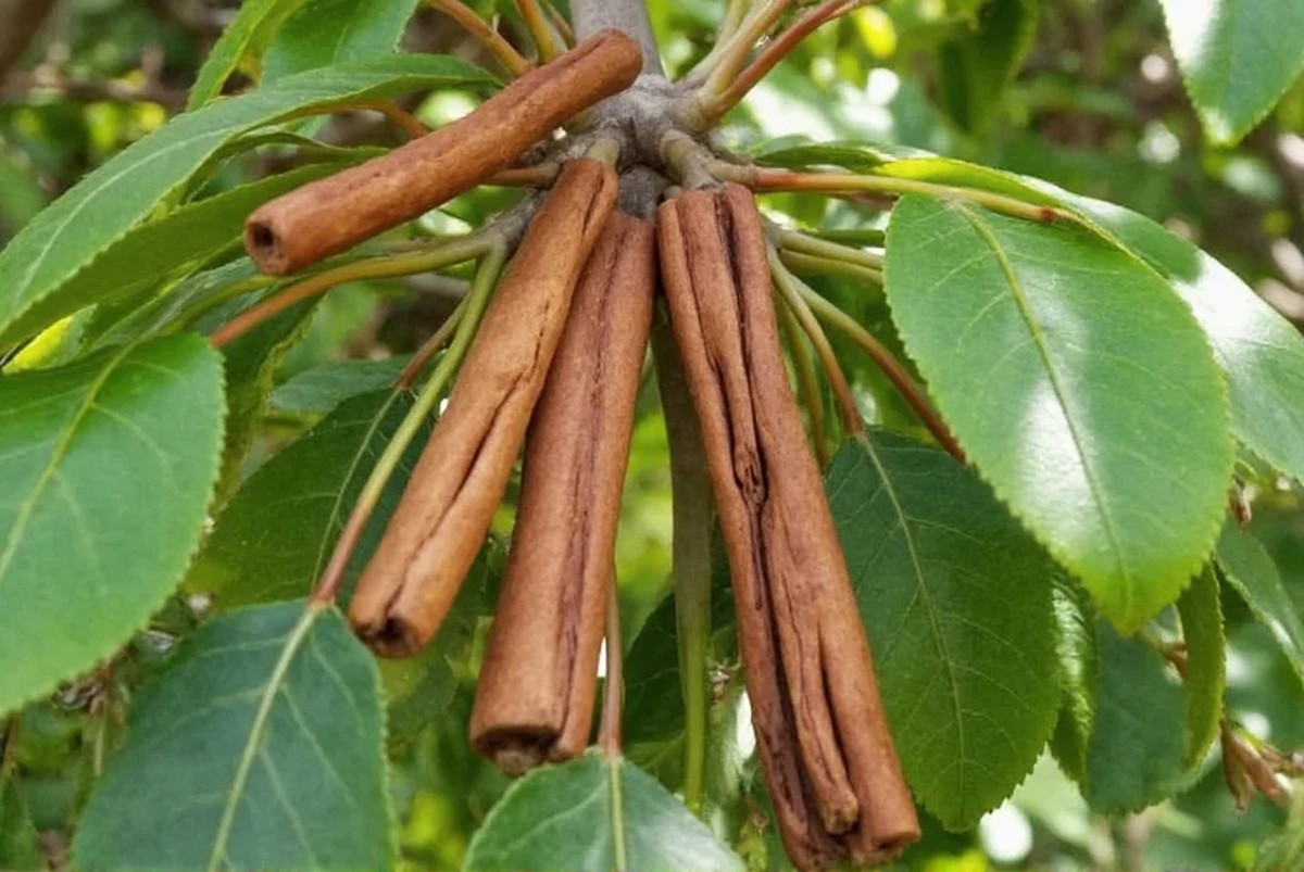 Skořice kolem stromů? Přírodní zbraň proti mšicím, kterou znají starší generace