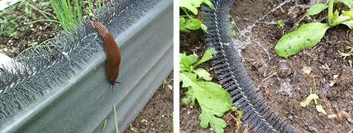 Skořice na okrajích záhonu zastaví slimáky líp než kterýkoliv jed - image 1
