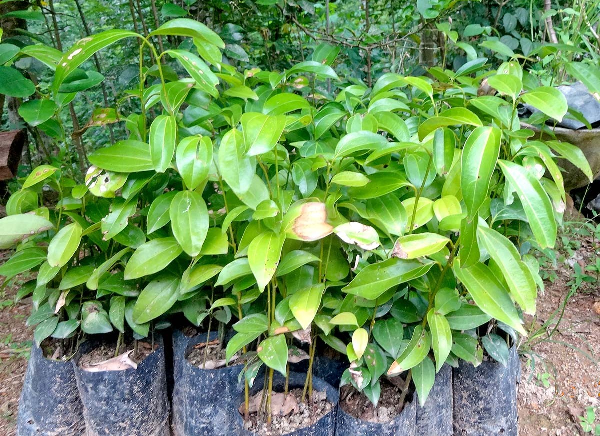 Skořice na půdě: proč ji sazenice milují víc než drahá hnojiva - image 1