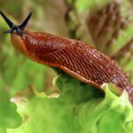 Skořice na záhradě: přírodní zbraň proti slimákům, kterou už znali prababičky