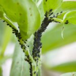 Skořice na zelí: jak se zbavíte mšic bez chemie